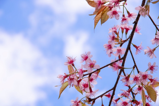 Fiori del fiore di ciliegia, fiori di sakura sul cielo