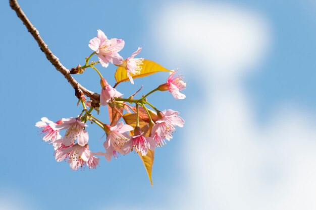 Fiori del fiore di ciliegia, fiori di sakura sul fondo del cielo.
