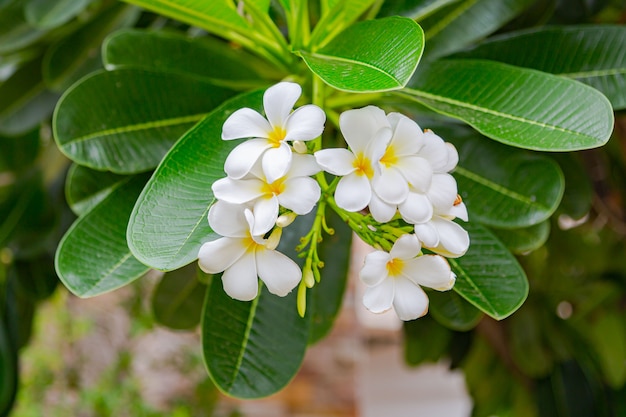 Fiori del frangipane Chiuda sulla bella plumeria.