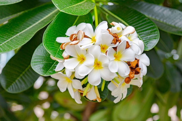 Fiori del frangipane Chiuda sulla bella plumeria.