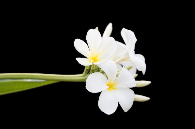 Fiori del frangipane della natura isolati su fondo nero, fiori di plumeria