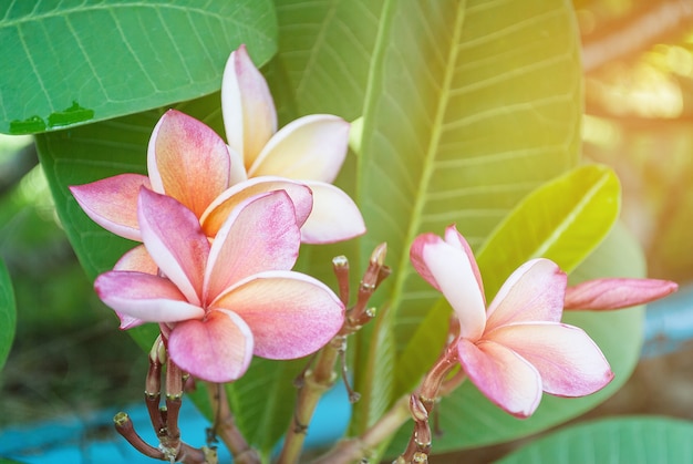 Fiori del frangipane di Plumeria in natura, frangipane