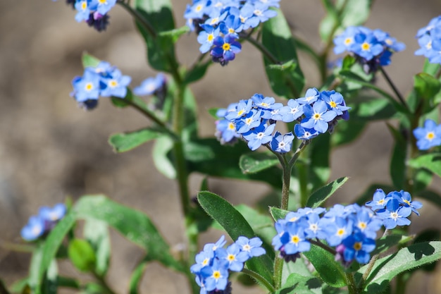 Fiori del nontiscordardime. Sfondo natura fiori che sbocciano