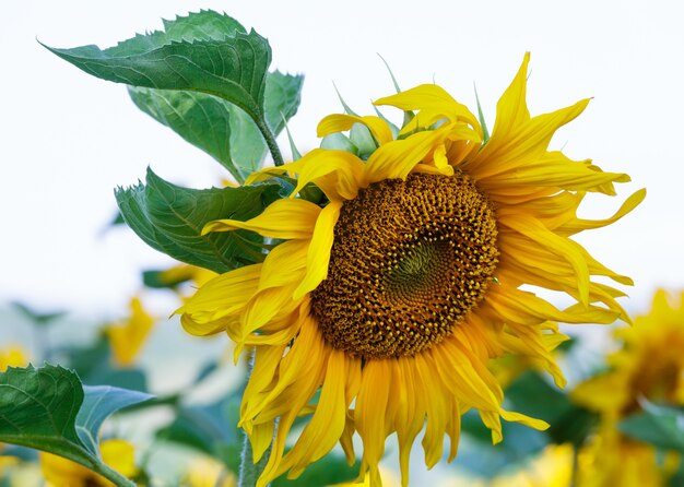 Fiori del primo piano giallo dei girasoli