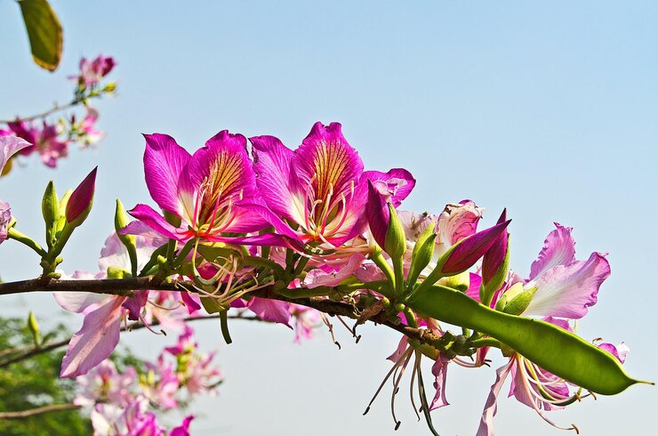 Fiori del primo piano rosa delle rose rampicanti nella soleggiata giornata estiva