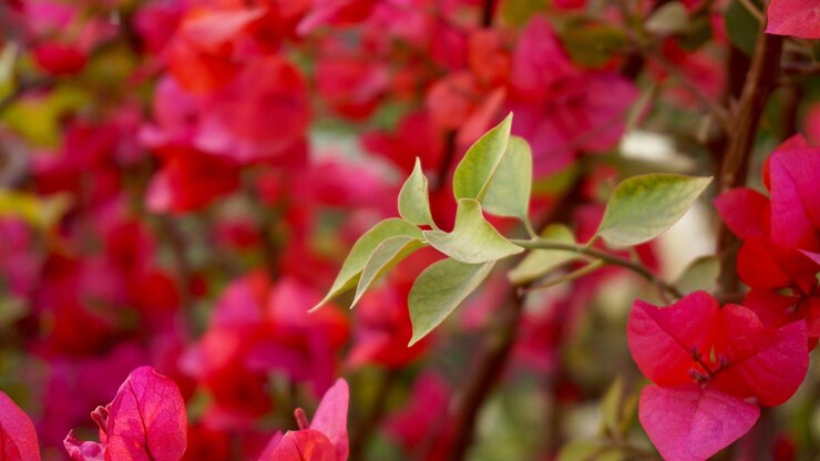 Fiori del primo piano rosa delle rose rampicanti nella soleggiata giornata estiva