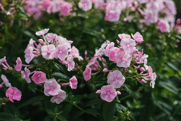 Fiori delicatamente rosa di phlox panicled in estate in giardino