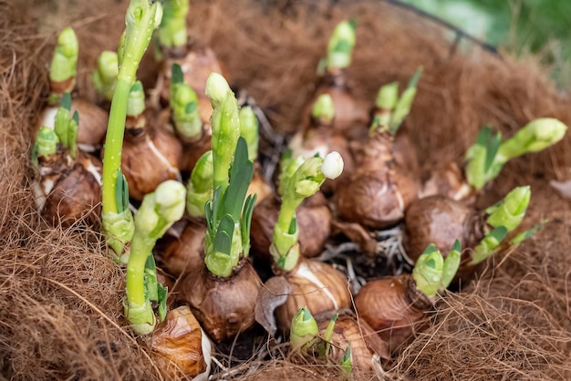 Fiori delicati germogliano dai bulbi in vaso di fiori in primavera giardinaggio domestico e orticoltura