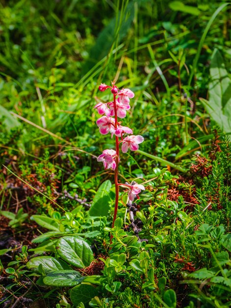 Fiori delicati su una pianta rosa wintergreen (Pyrola asarifolia). Flora dei Monti Altai.