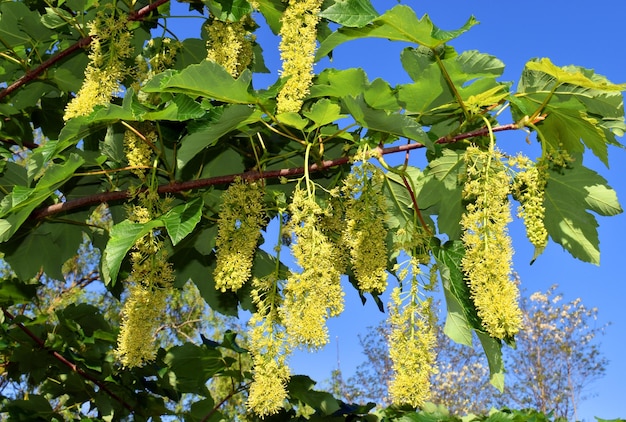 Fiori dell'acero norvegese Acer platanoides in un parco pubblico