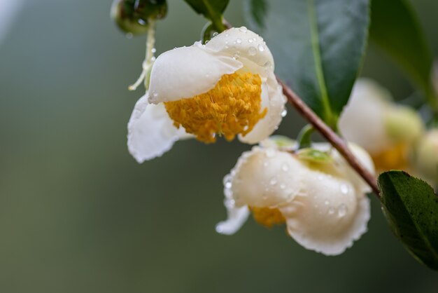 Fiori dell'albero del tè sotto la pioggia, petali con gocce di pioggia