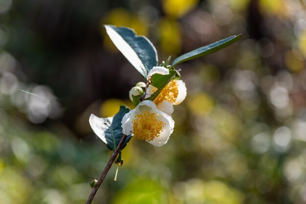 Fiori dell'albero del tè sotto la pioggia, petali con gocce di pioggia