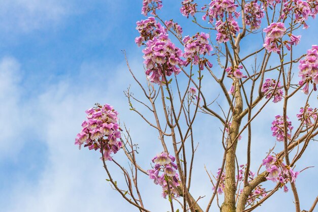 Fiori dell'albero della campanula Paulownia tomentosa