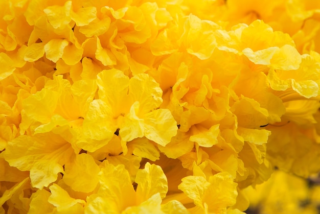 Fiori dell&#39;albero della tromba dorata