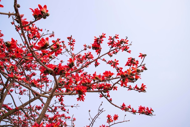 Fiori dell'albero di Bombax ceiba sullo sfondo del cielo blu