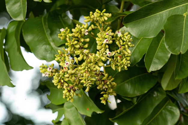 Fiori dell'albero di fava tonka