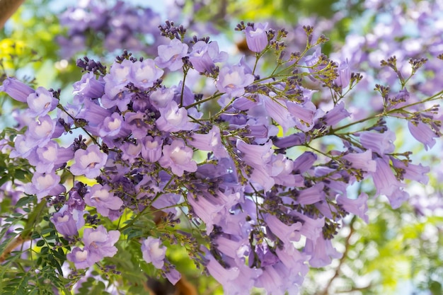 Fiori dell'albero di Jacaranda