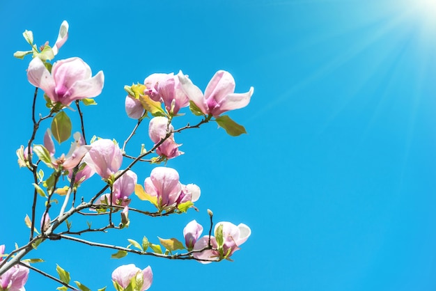 Fiori dell'albero di Magnolia soulangiana con sfondo azzurro del cielo