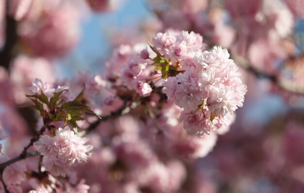 Fiori dell'albero di Sakura