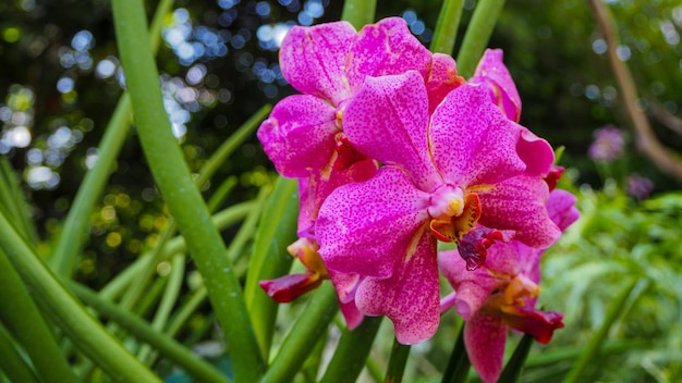 Fiori dell'orchidea di vanda coerulescens nel giardino botanico a Singapore