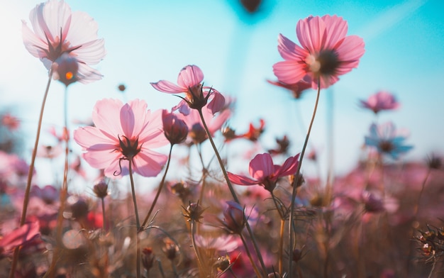 Fiori dell'universo bellissimi in giardino