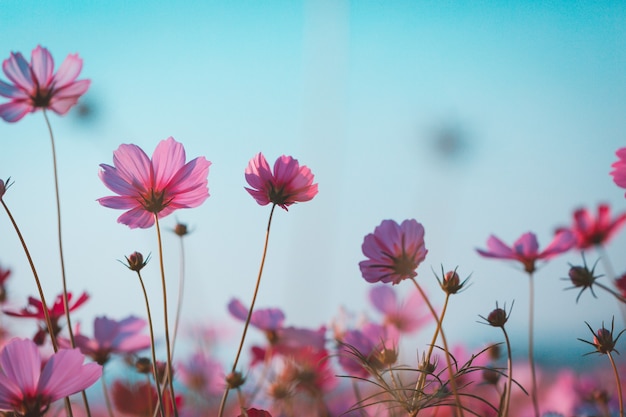 Fiori dell'universo bellissimi in giardino