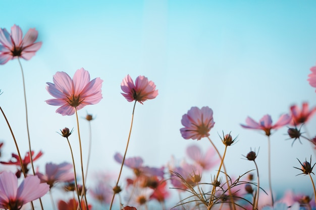 Fiori dell'universo bellissimi in giardino