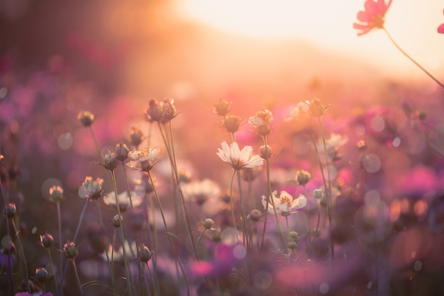 Fiori dell'universo bellissimi sullo sfondo del giardino