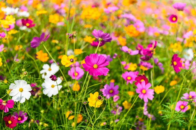 Fiori dell&#39;universo che fioriscono nel giardino