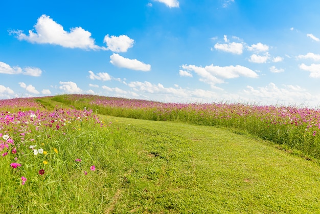 Fiori dell&#39;universo che fioriscono nel giardino