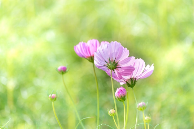 Fiori dell&#39;universo che fioriscono nel giardino