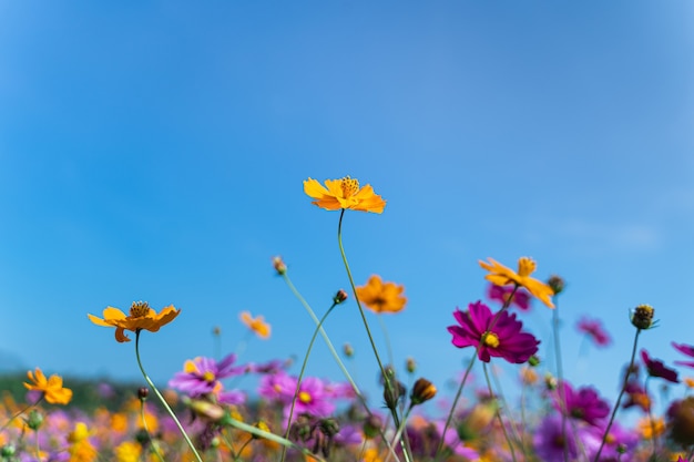 Fiori dell'universo del pascolo al mattino