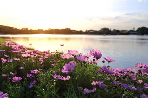 Fiori dell&#39;universo e luce calda