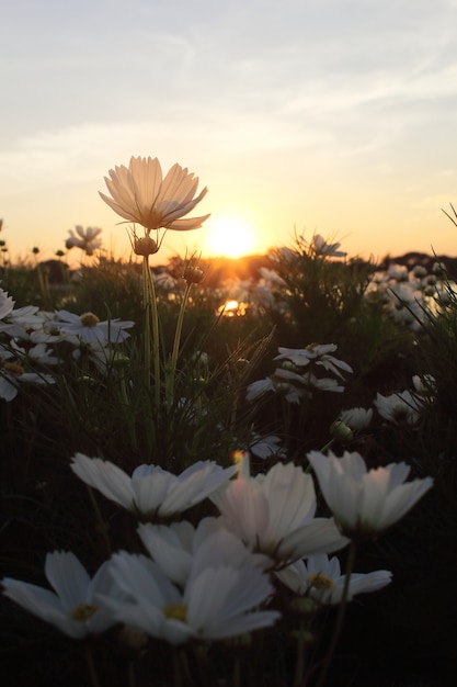 Fiori dell&#39;universo e tramonto