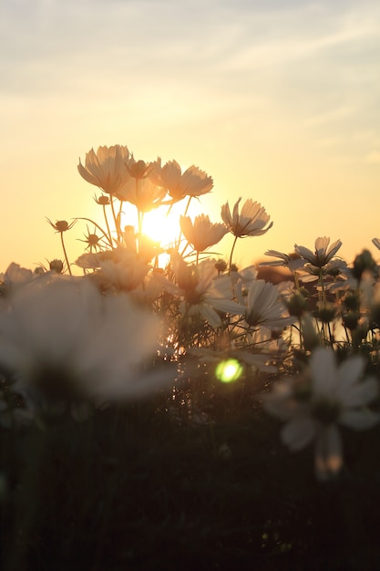 Fiori dell&#39;universo e tramonto