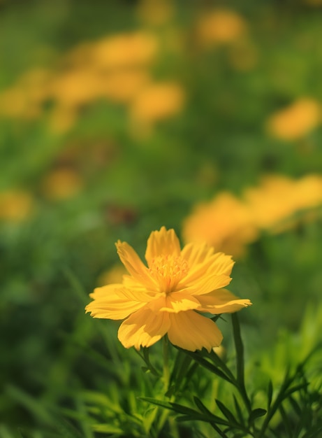 Fiori dell'universo in natura.