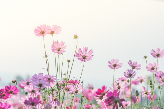 Fiori dell&#39;universo in natura