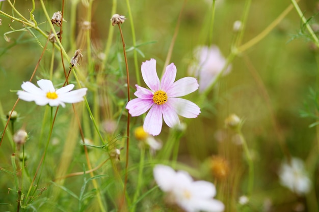 Fiori dell'universo nel giardino