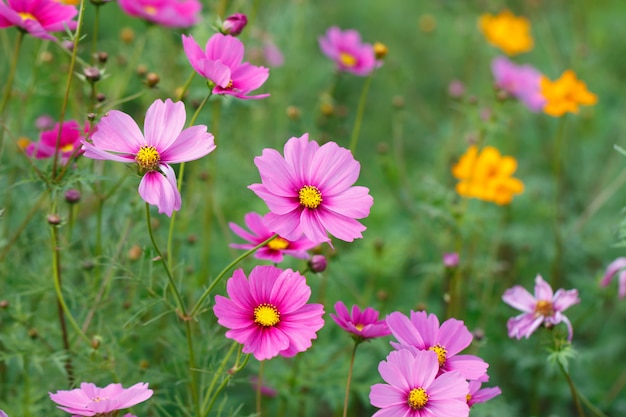 Fiori dell&#39;universo nel giardino