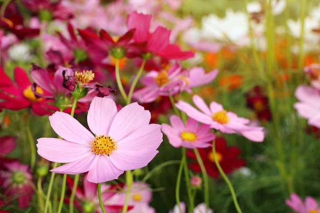 Fiori dell&#39;universo nel tropicale