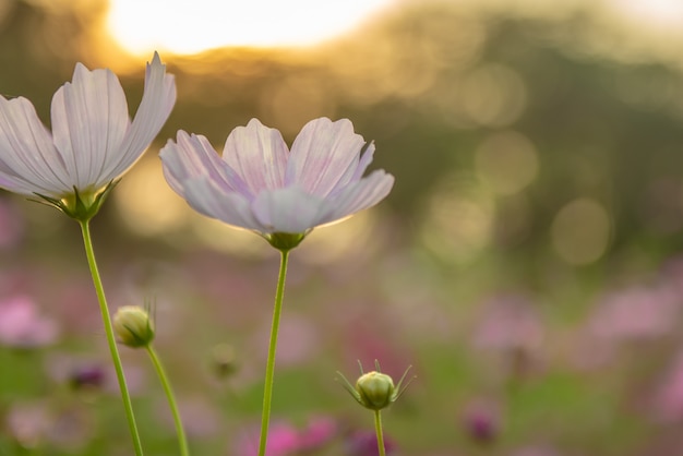 Fiori dell&#39;universo su sfondo crepuscolare con il chiarore del sole.