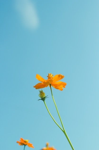 Fiori dell&#39;universo su sfondo d&#39;epoca. Immagine filtrata