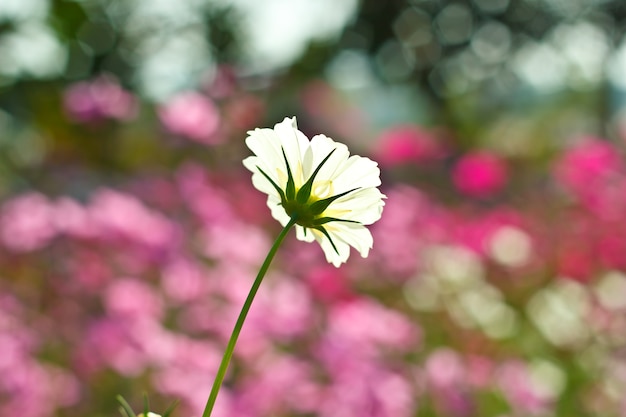 fiori dell&#39;universo sul giardino fiorito.