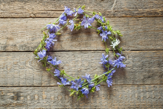 Fiori della cicoria su fondo di legno rustico. Pianta medicinale Cichorii. Copia spazio