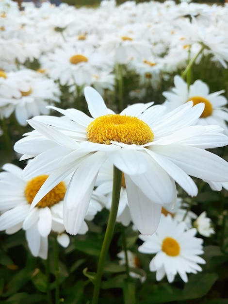 Fiori della margherita del giardino