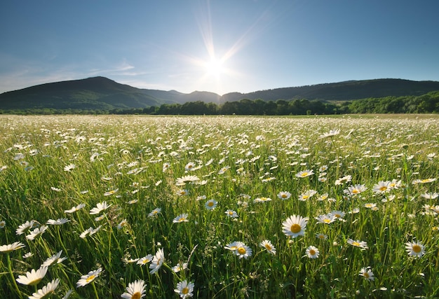 Fiori della margherita di primavera nel prato