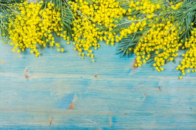 Fiori della mimosa su fondo di legno blu. 8 marzo, simbolo del giorno delle donne e primavera.