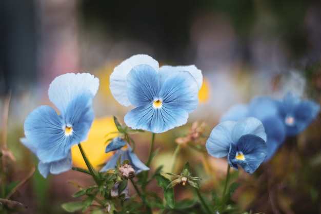 Fiori della pansé nel giardino