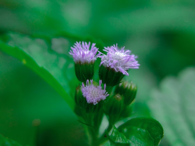 Fiori della pianta di Bandotan o Ageratum Conyzoides