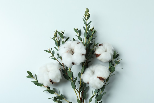 Fiori della pianta di cotone e ramo con foglie su bianco